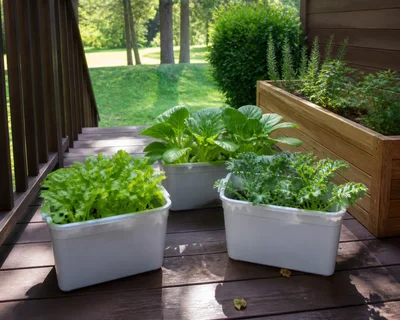 Kratky greens when outdoor heat makes gardening harder