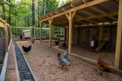 Chicken run refreshed with dry footing before fall rains
