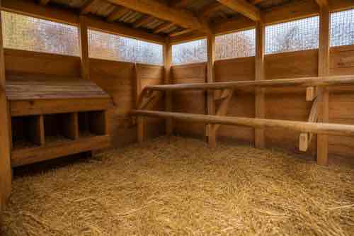 Dry straw bedding, roosts, and upper ventilation inside a wooden chicken coop
