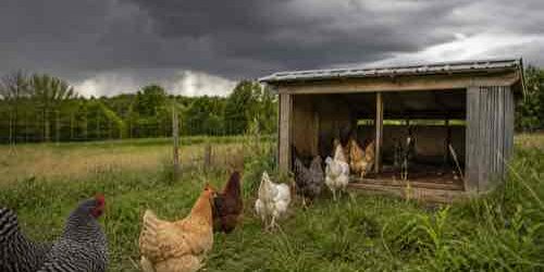Can Chickens Stay Outside During a Thunderstorm? Chickens heading toward covered shelter before a storm