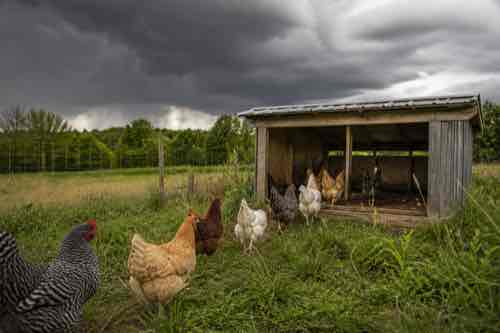 Can Chickens Stay Outside During a Thunderstorm? Chickens heading toward covered shelter before a storm
