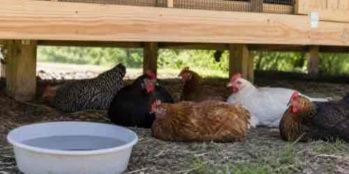 How Do You Keep Chickens Cool During Hot Weather? Chickens resting in summer shade beside clean water