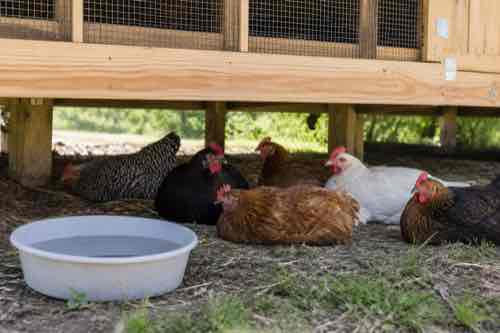 How Do You Keep Chickens Cool During Hot Weather? Chickens resting in summer shade beside clean water