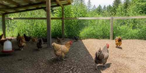 Do Chickens Need Shade in Their Run All Day? Chicken run with dependable summer shade