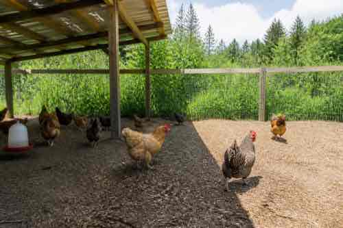 Do Chickens Need Shade in Their Run All Day? Chicken run with dependable summer shade