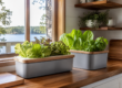 Kratky kitchen greens growing setup for a deck or patio