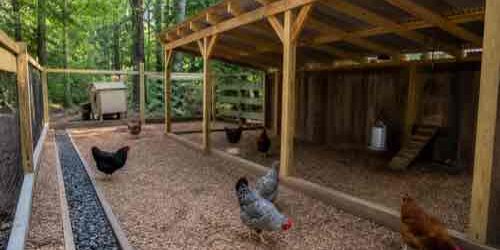 Chicken run refreshed with dry footing before fall rains