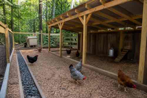 Chicken run refreshed with dry footing before fall rains